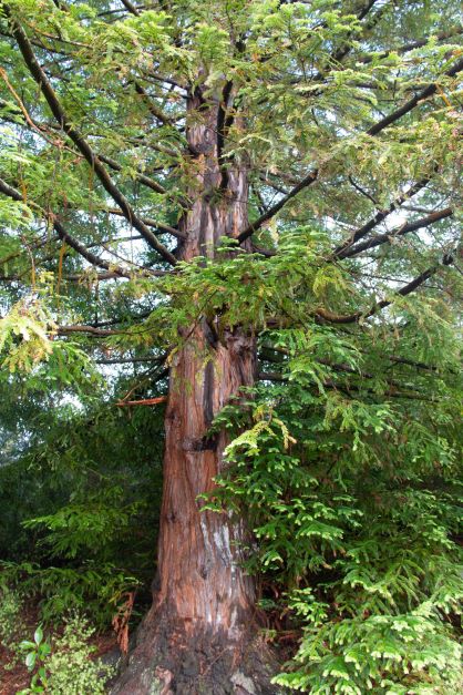 Sequoia