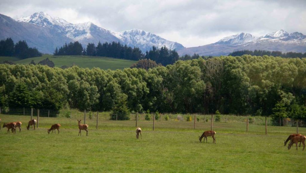 Deer graze in paddocks, snow-capped mountains in the background
