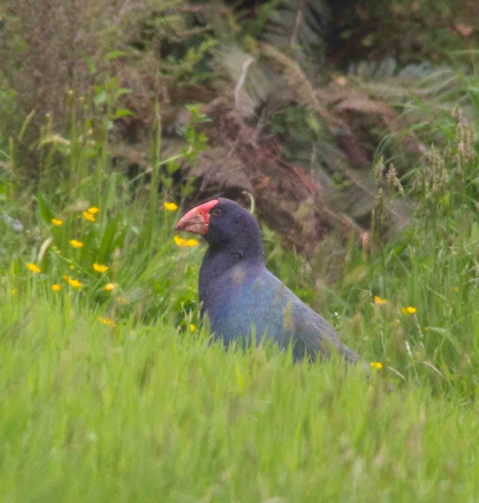 A real takahe. We were told he and his mate were breeding