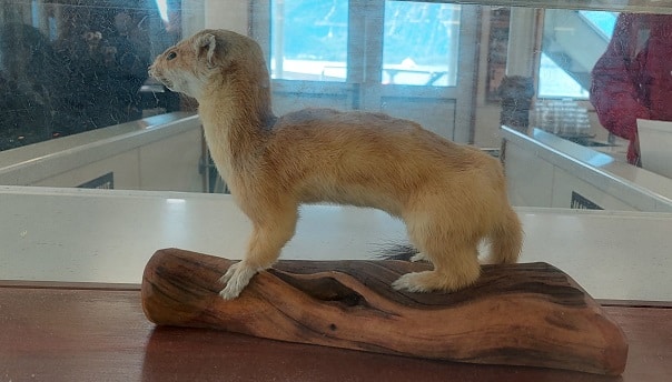 stoat