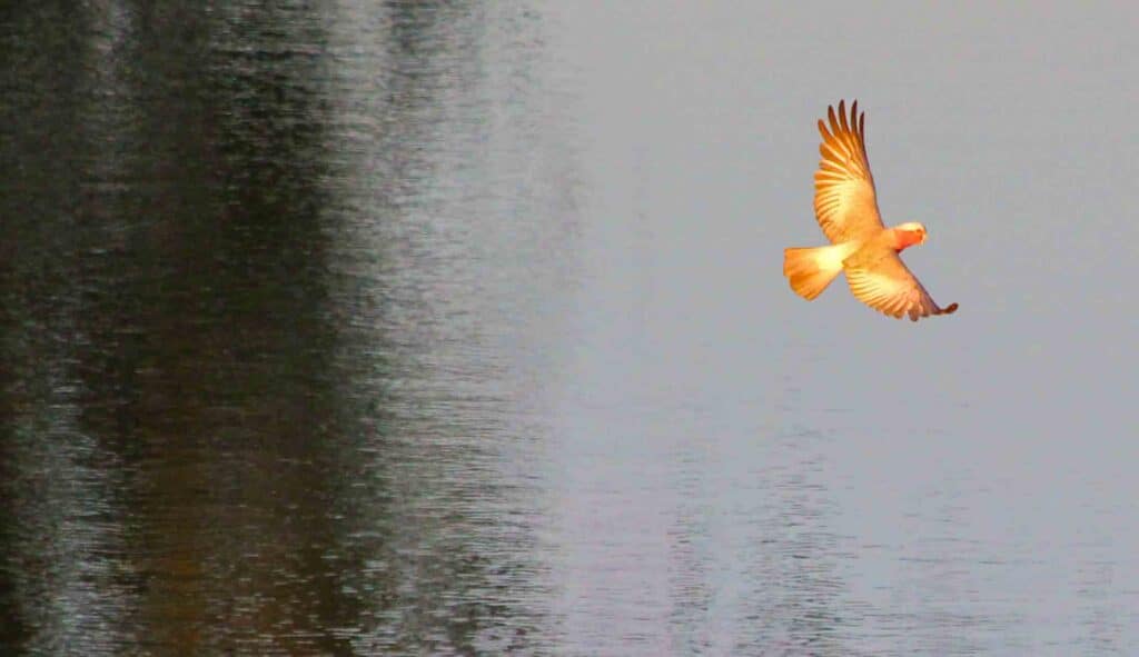 Galah over river