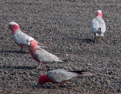 Galahs