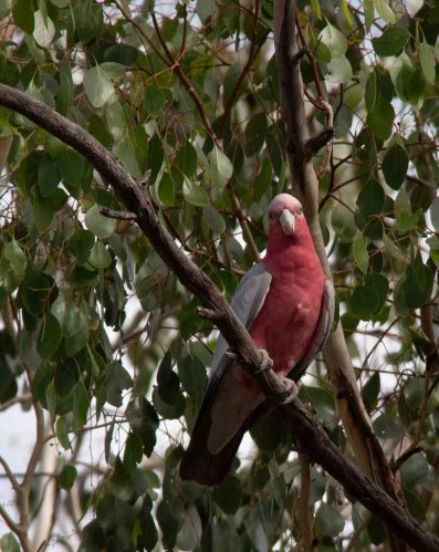 galah