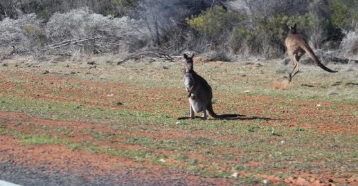 roos