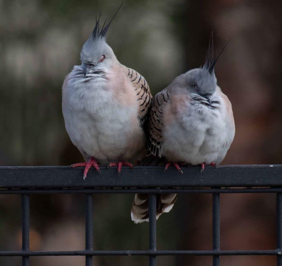 Crested pigeon