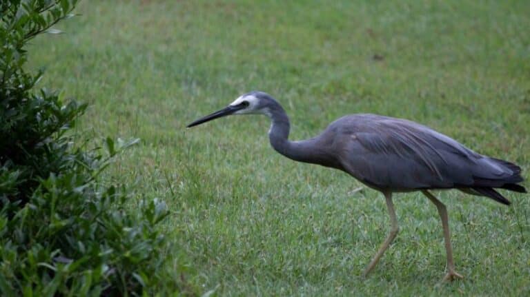 A white-faced heron stalks through the grass