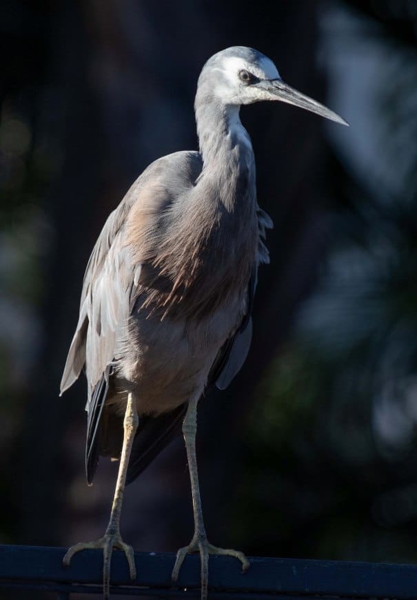 Heron 2