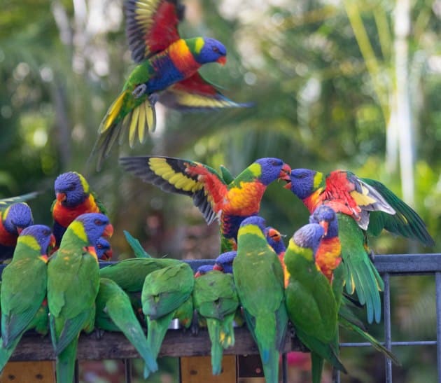 Lorikeets