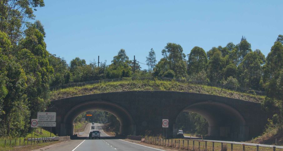 Wildlife bridge