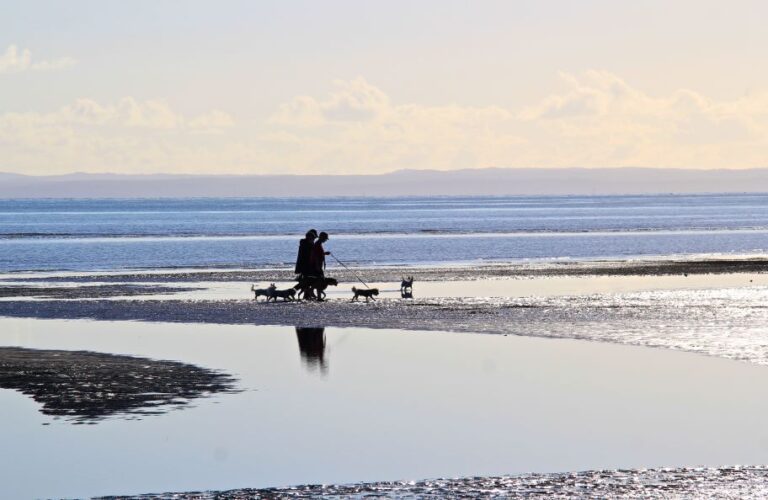 Two people walking 5 dogs along the water at low tide