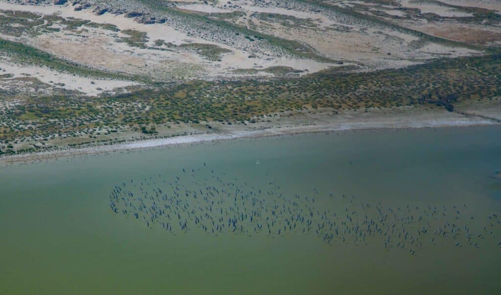 Pelicans on Lake Eyre 1024x604