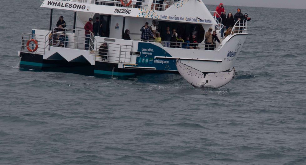 whalesong whalesong