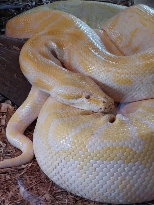 Burmese python rotated