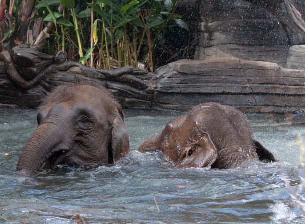 Elephants 1