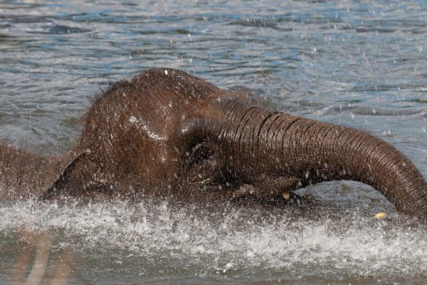 Elephants 2