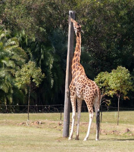 Giraffe 1