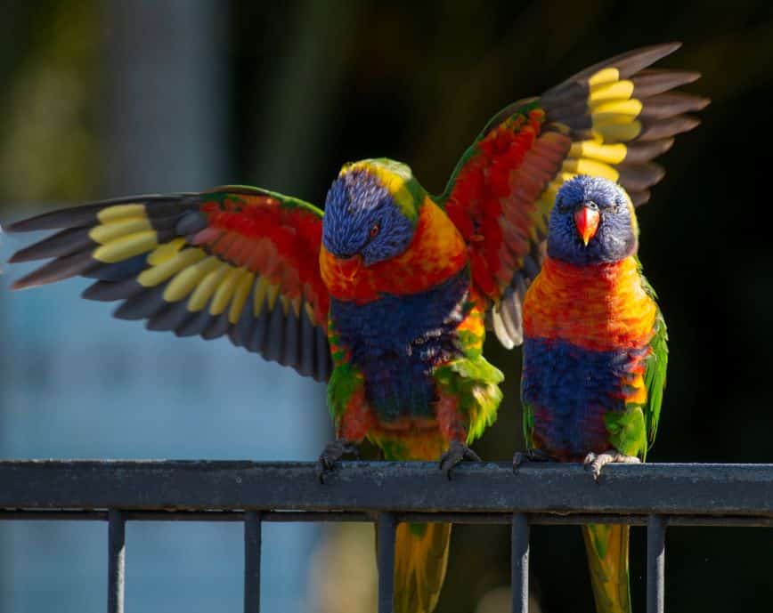 lorikeets