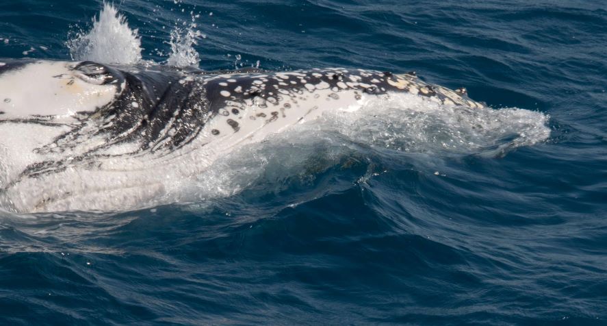 whale 1