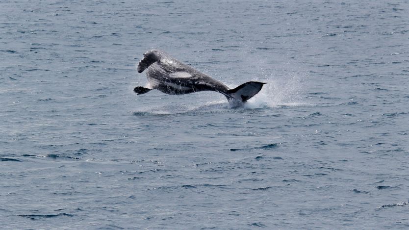 whale 10