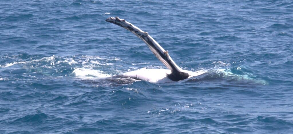 whale 11 1024x468
