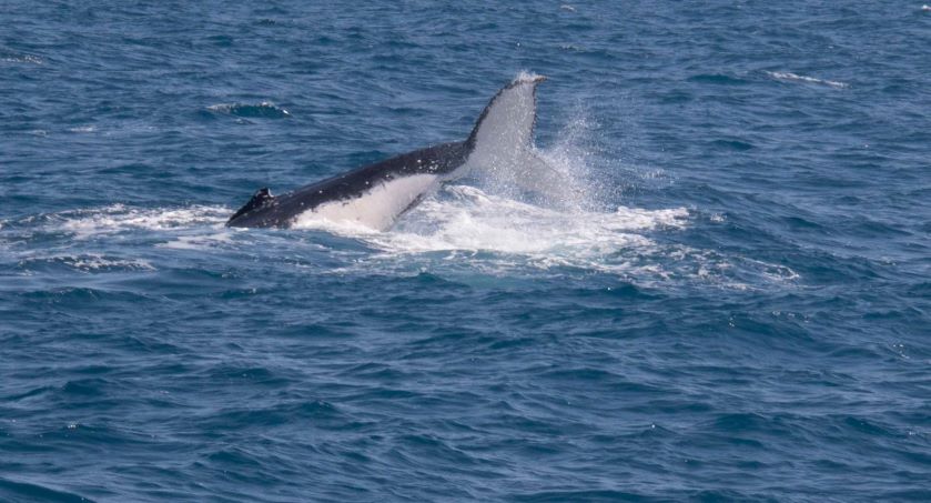 whale 2