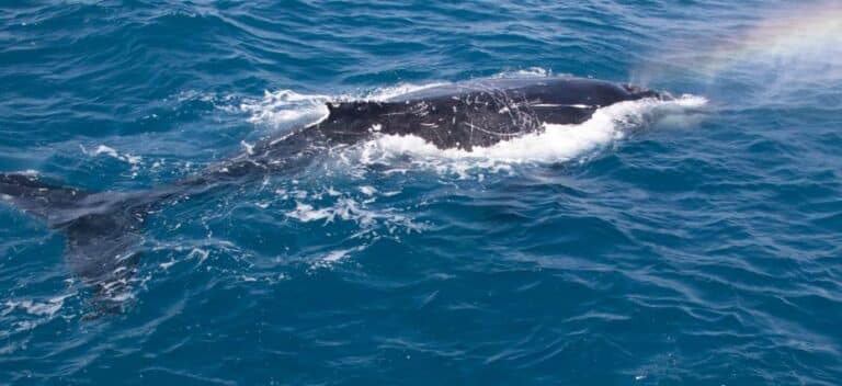 whale 3