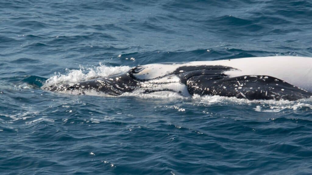 whale 6 1024x573