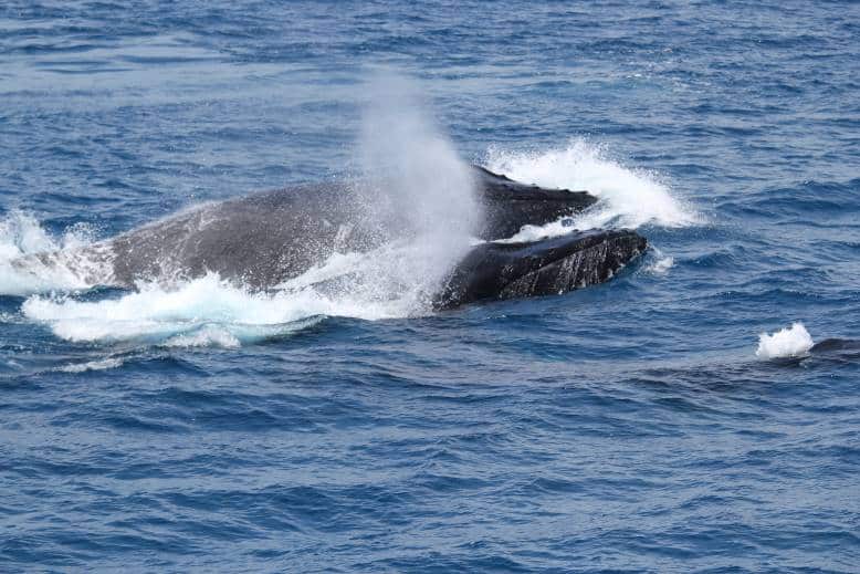 whale 9