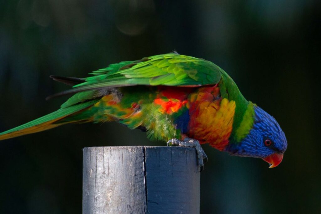 lorikeet