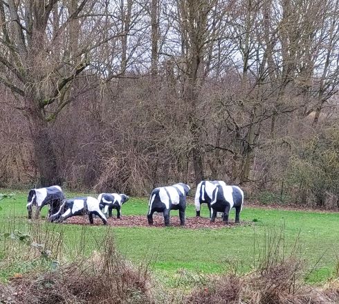 MK cows