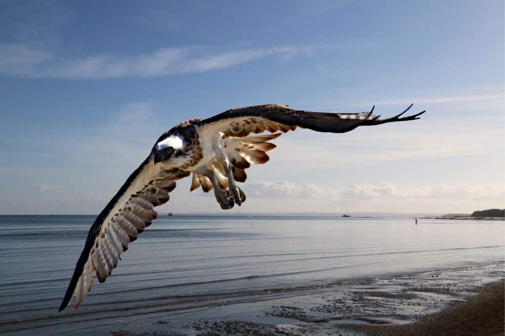 Osprey flying take off face on
