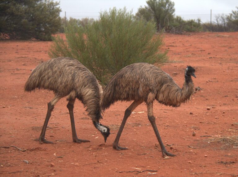 Emus scaled