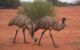 Emus scaled