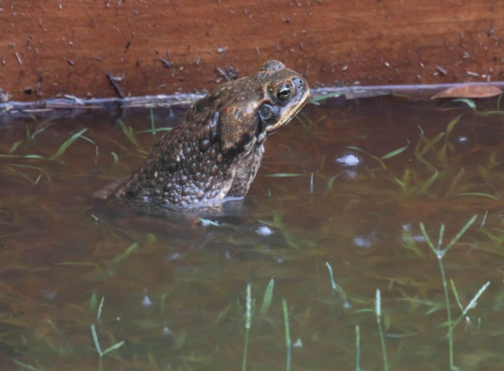 cane toad