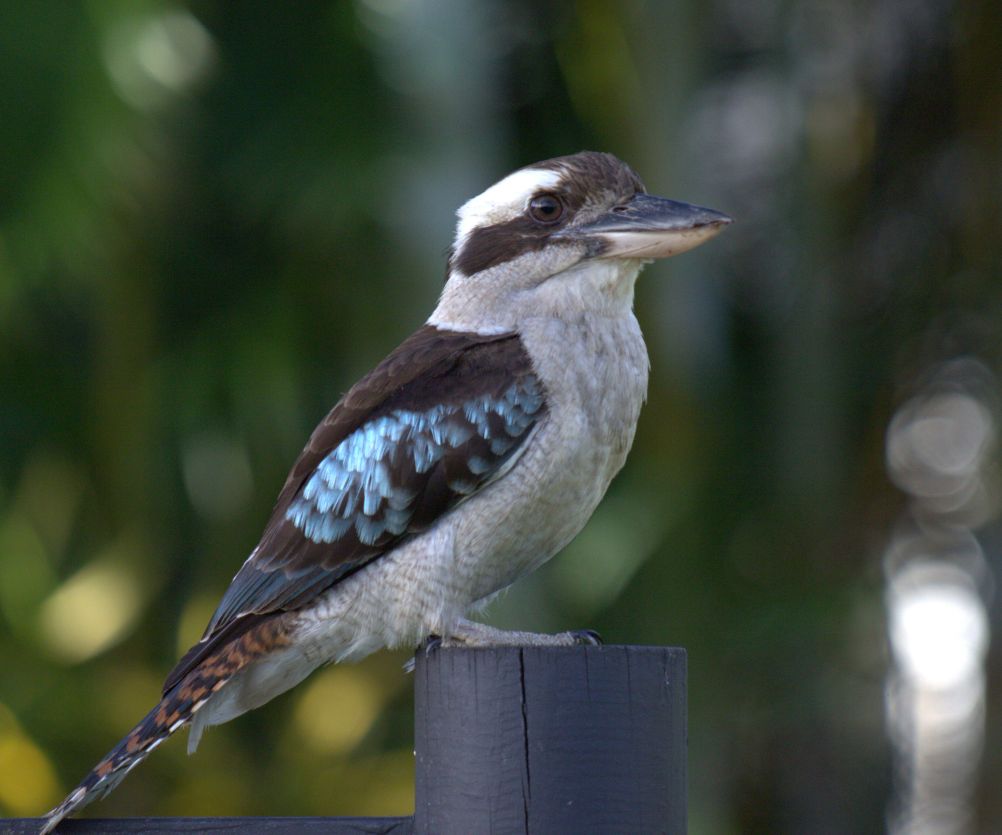 kookaburra