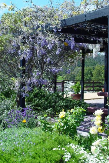 Wisteria and roses