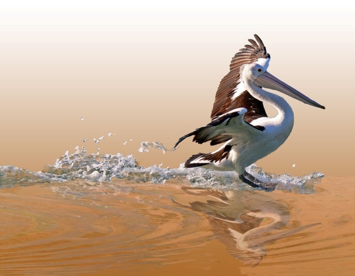 Pelican art 25