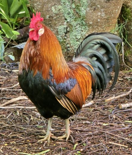 rooster