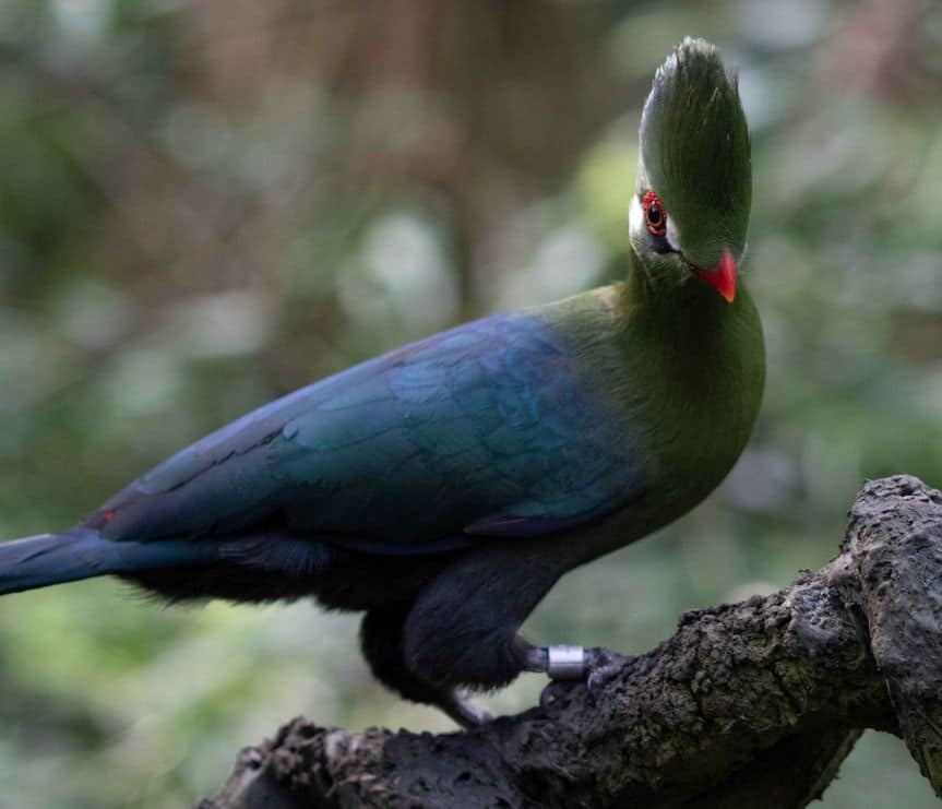 Bird SG zoo Bird SG zoo
