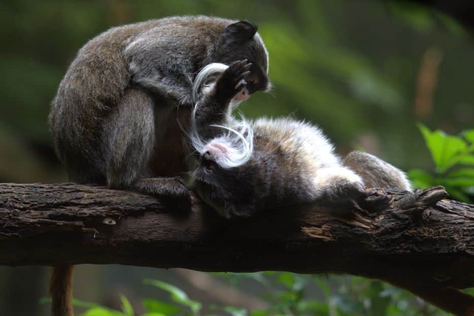 Monkey 3 1 Monkey 3 1