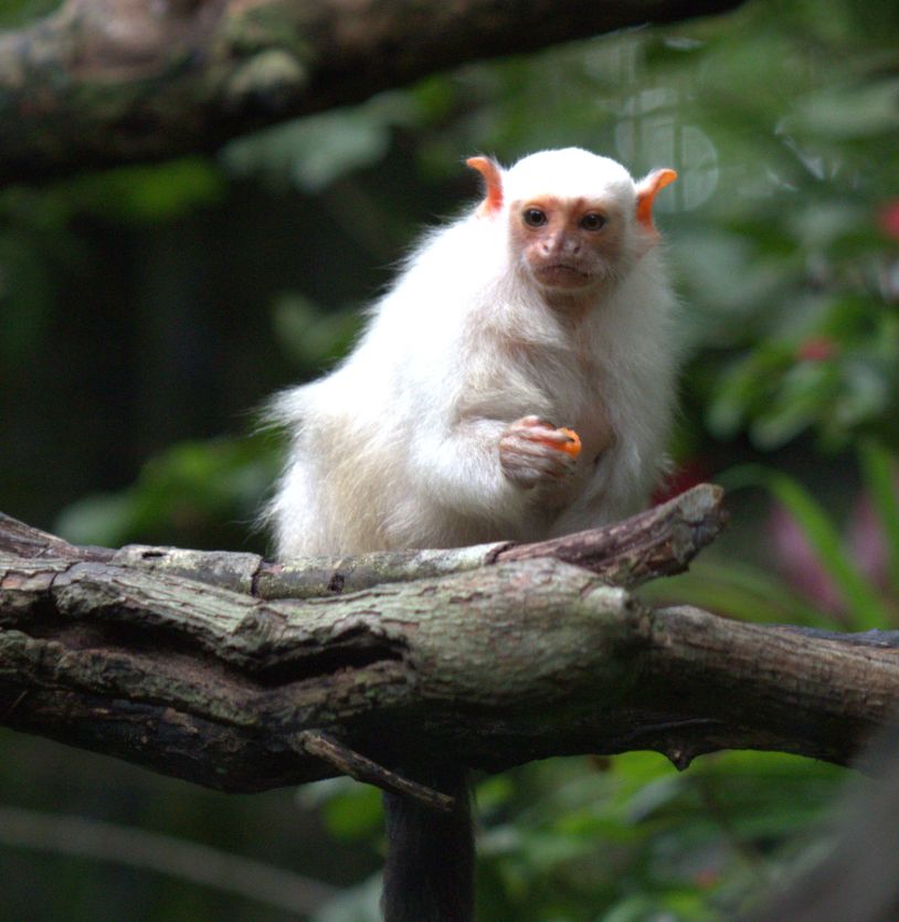 White monkey 1 White monkey 1