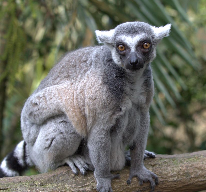 lemur 1 lemur 1