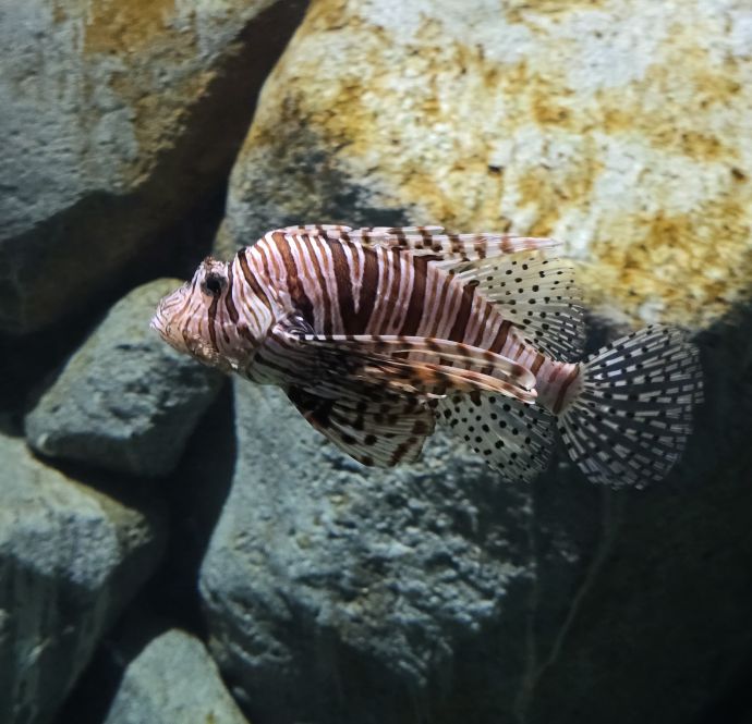 Ocean 4