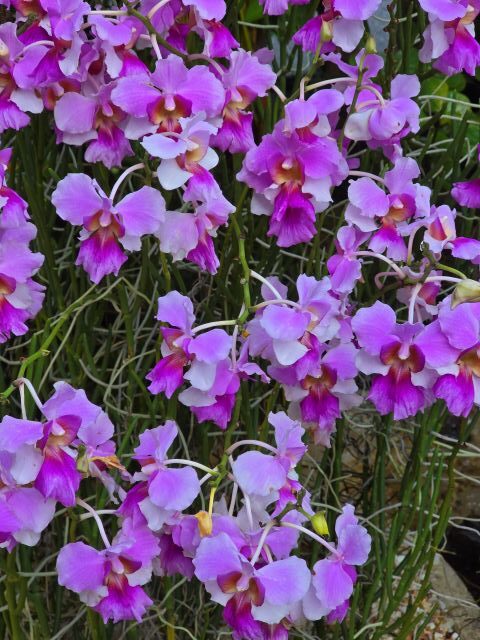 Orchid rotated