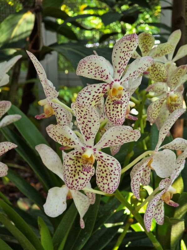orchid 13 rotated