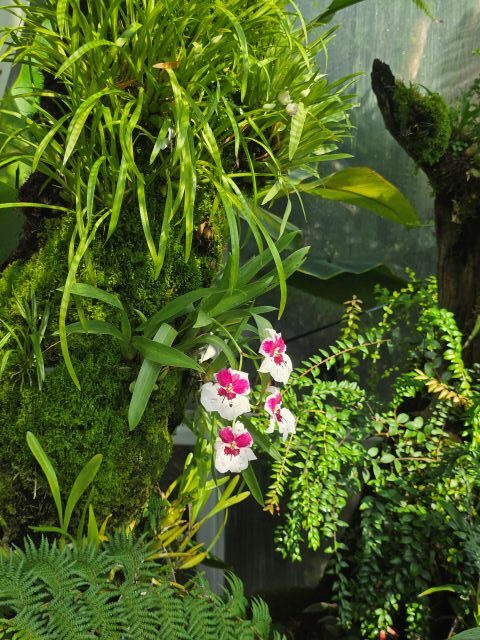 orchid 14 rotated