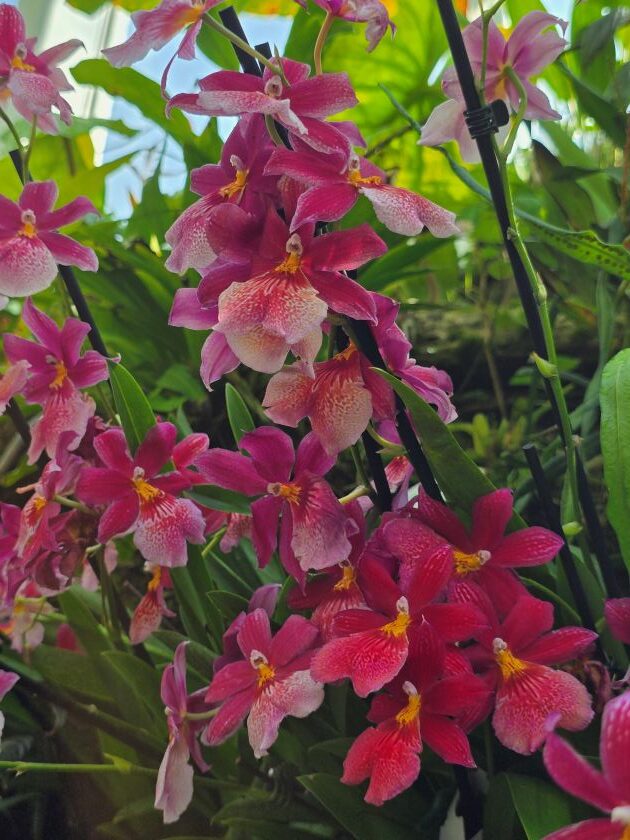 orchid 15 rotated