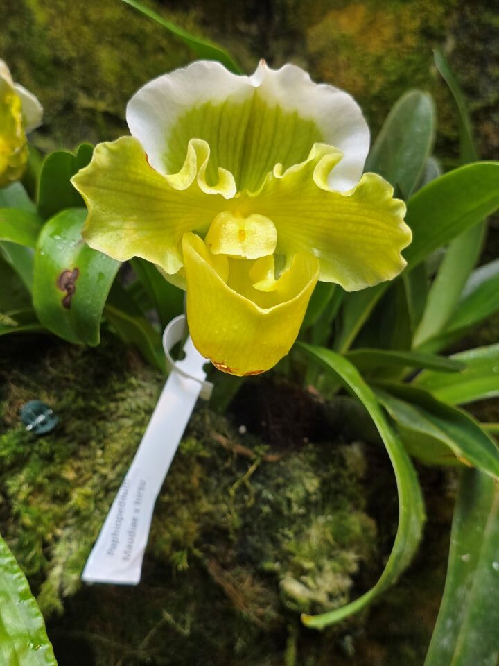 orchid 16 rotated