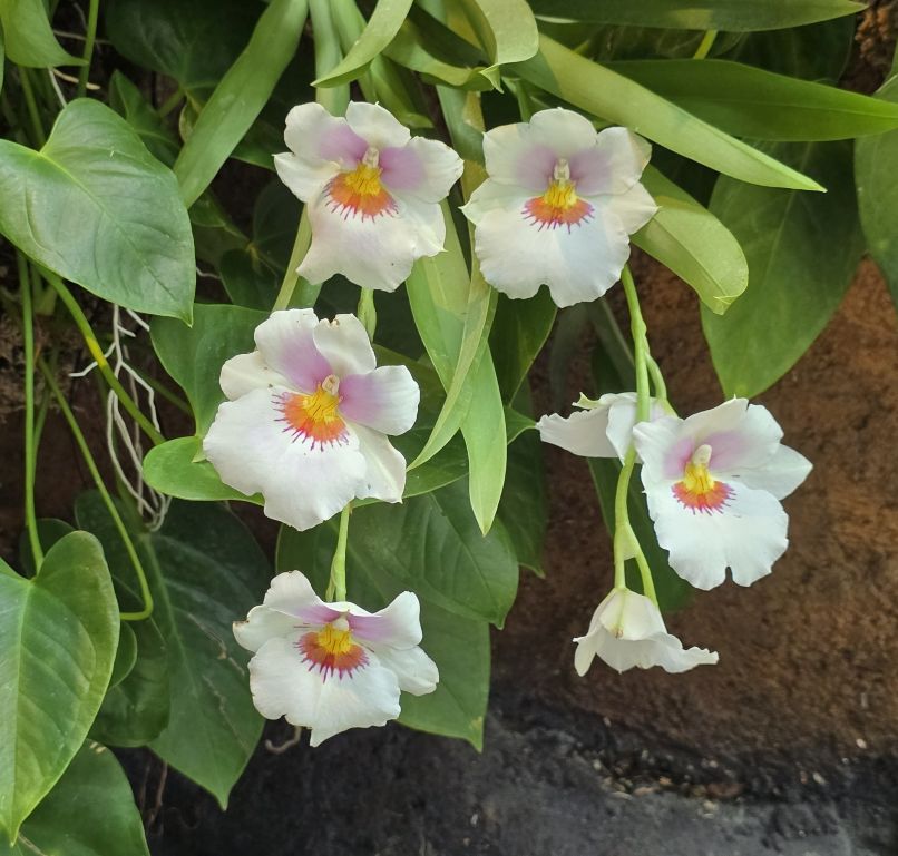 orchid 4