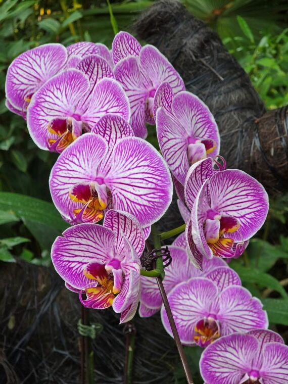 orchid 9 rotated